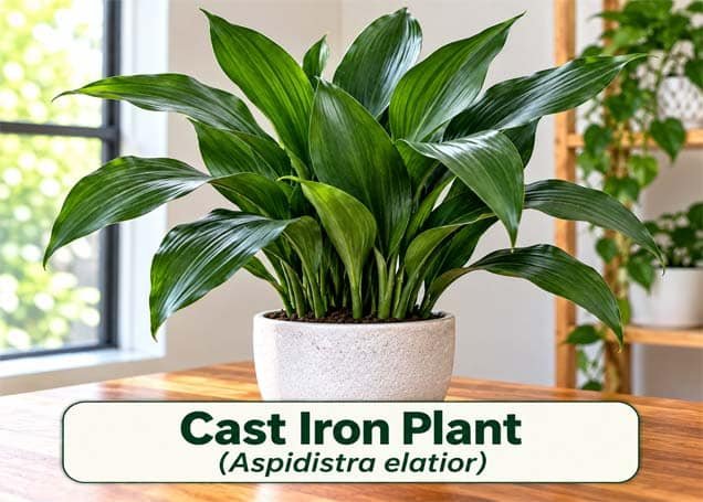 indoor plants low maintenance
