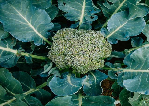 Broccoli Vegetables