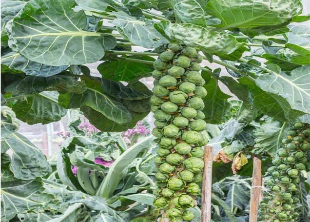 Brussels Sprouts winter vegetables