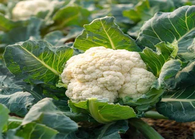 Cauliflower