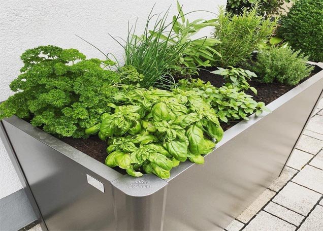 Culinary herbs