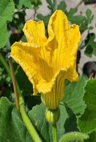 Flowering and Pollination