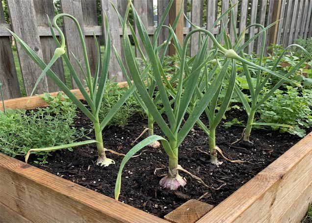 Garlic
