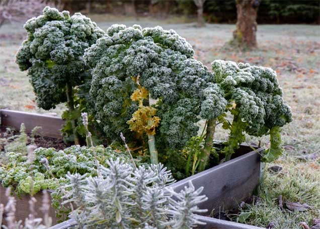 WINTER VEGETABLE KALE