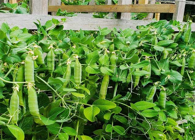 Peas