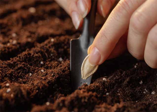 Plant Pumpkin Seeds at the Correct Depth