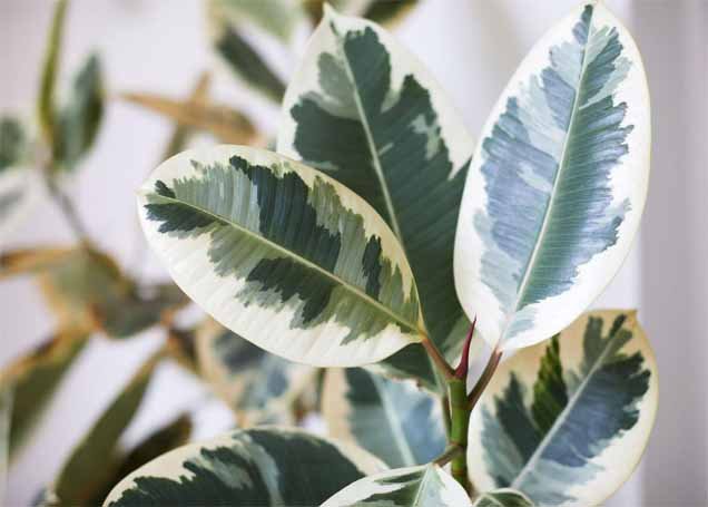 Popular Rubber Plant Varieties