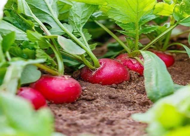 Radishes