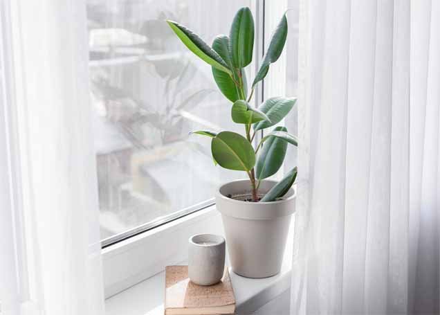 rubber plant care