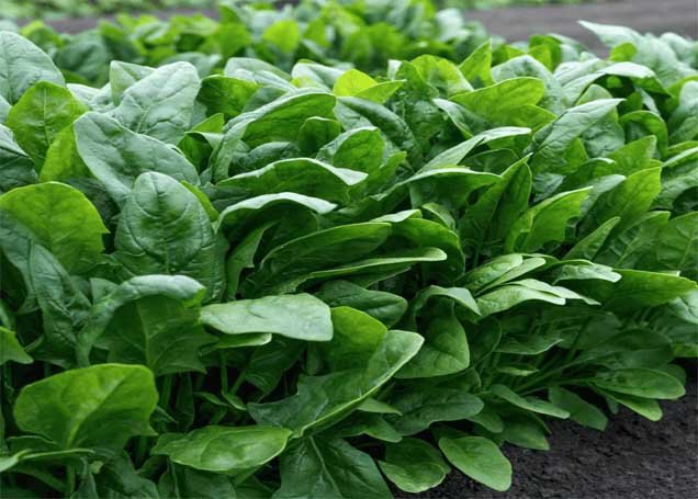 Spinach Winter Vegetable