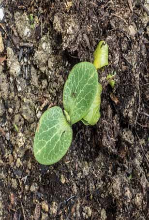 Stage 1 Seed Germination