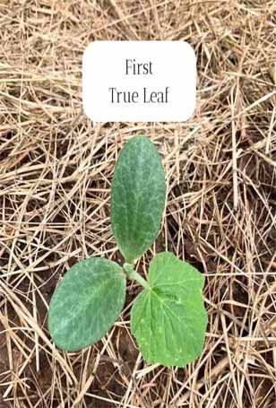 Stage 2 Seedling Development