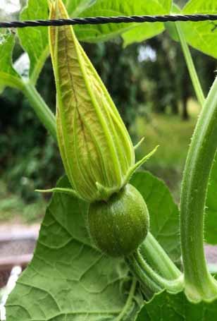 Stage 5 Fruit Development