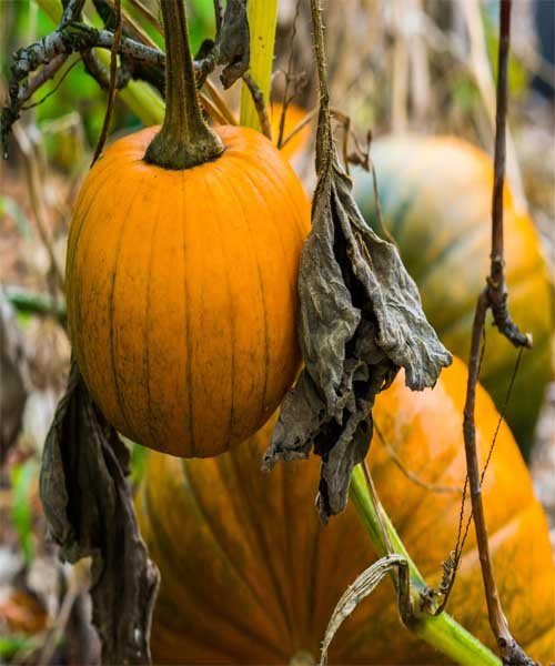 Stage 6 Ripening and Harvest