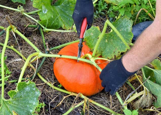 When to Pick Pumpkins