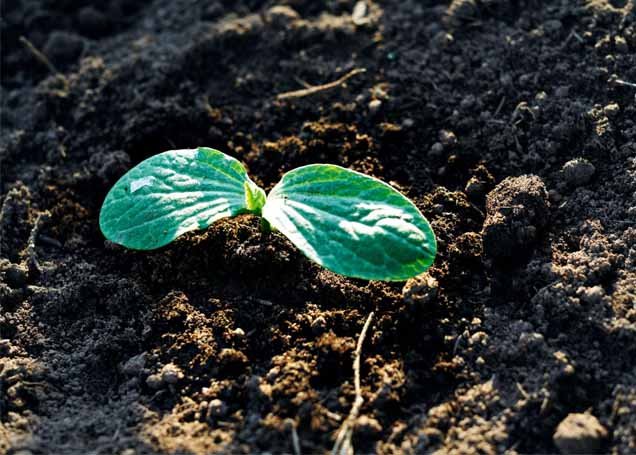When to plant pumpkin seeds