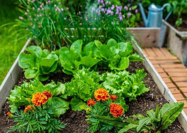 Different types of finished compost for raised beds
