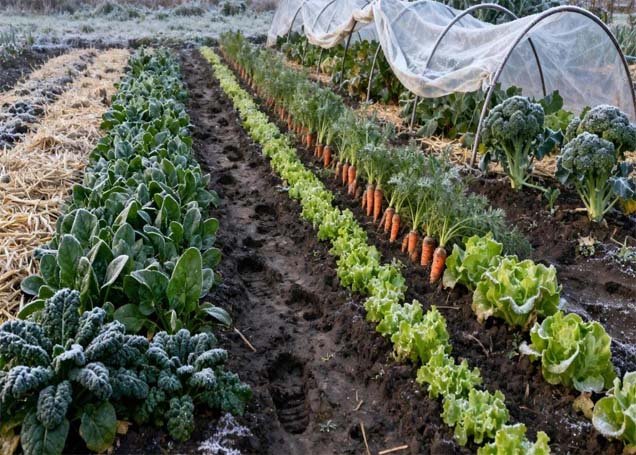 winter vegetables